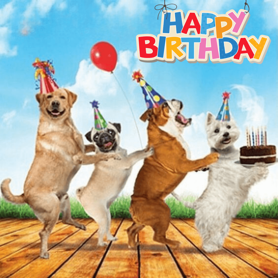 Birthday-celebration-with-other-dogs-having-celebration.