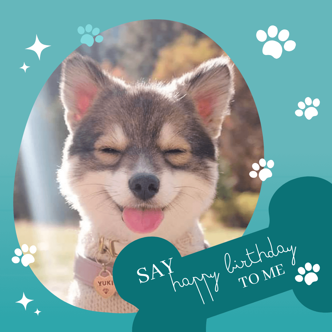 Happy-Birthday-Wishes-for-Dog-cute-furry-baby.