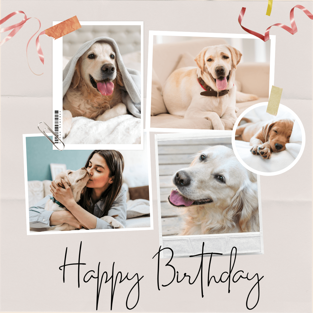 Happy-Birthday-Wishes-for-Dog-having-such-a-collage-of-dogs