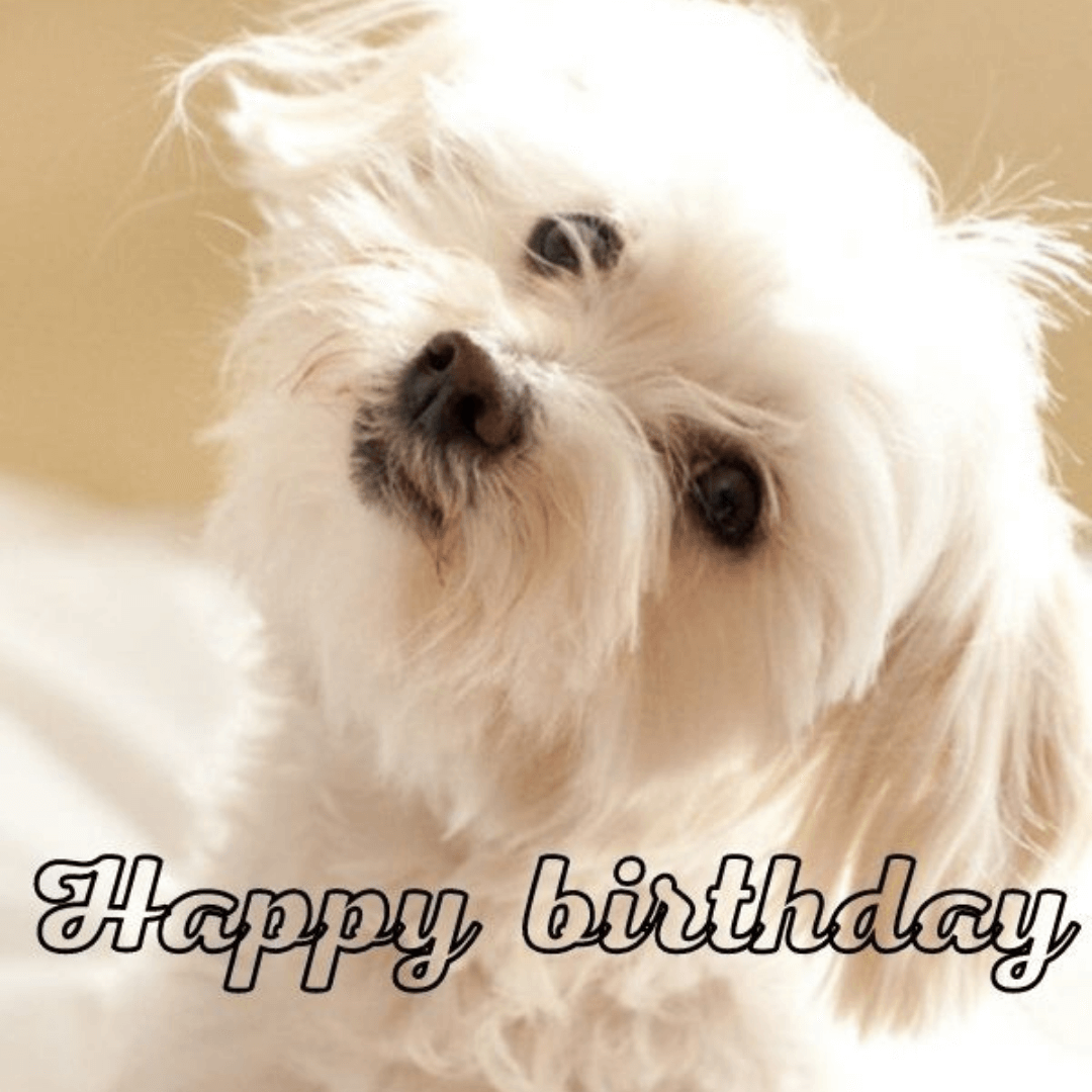 Happy-Birthday-Wishes-for-Dog-in-own-style