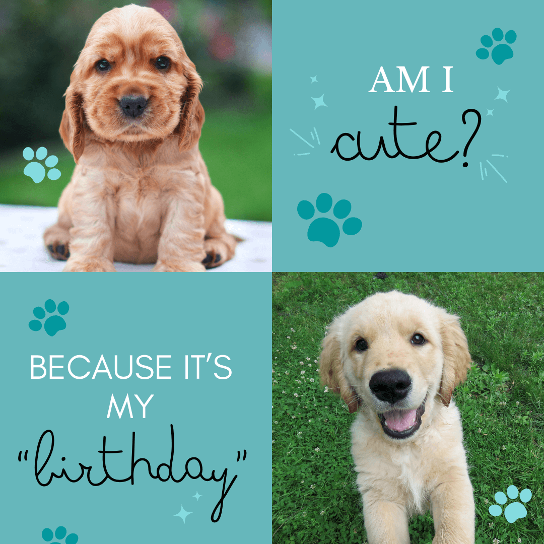 Happy-Birthday-Wishes-for-Dog-with-two-images-and-cute-message