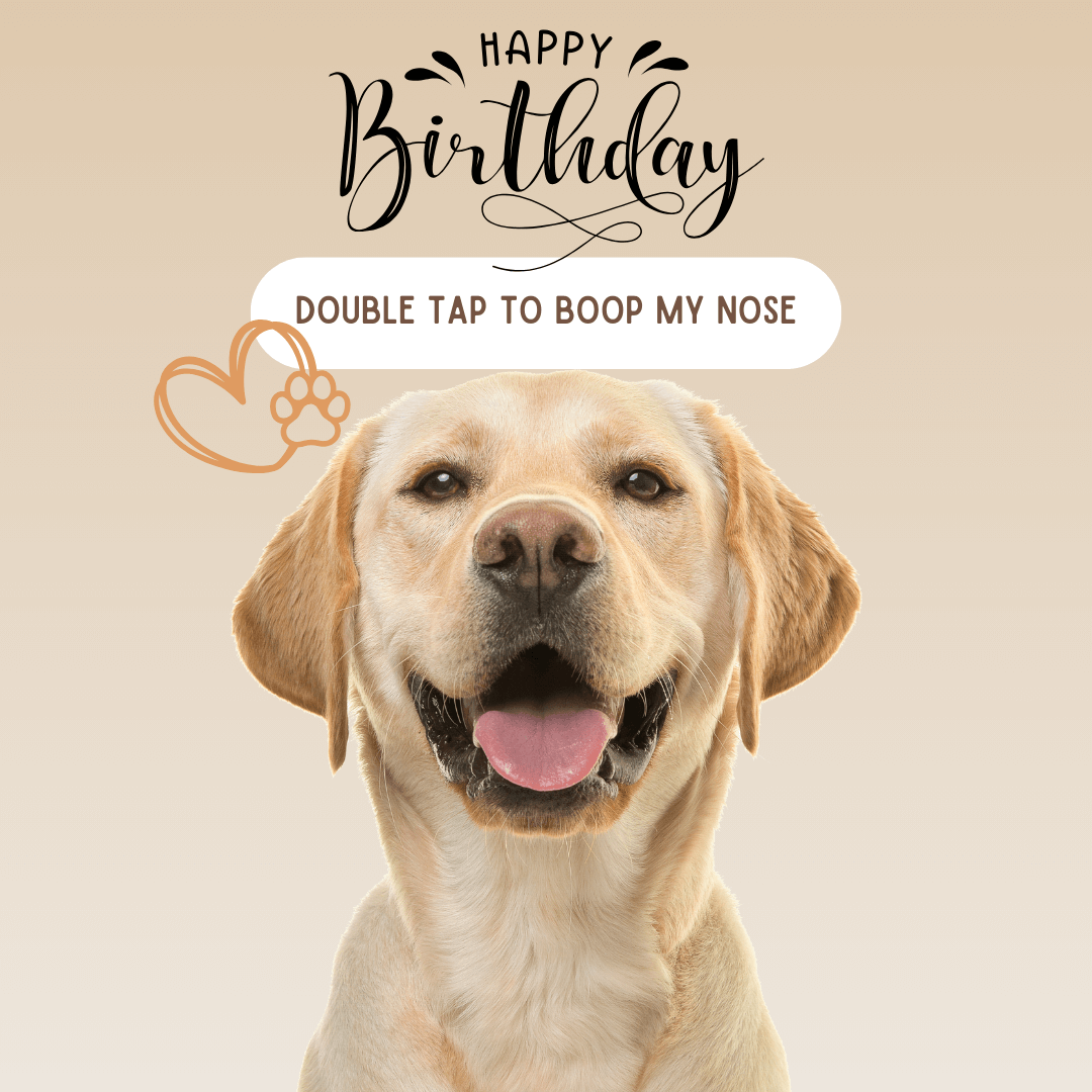 Most-adorable-birthday-wish-for-dog